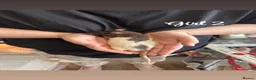 Rat rodents for sale: Baby rats  in Trowbridge - Advert 21