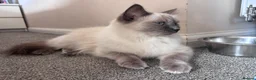 Mixed Breed cats for sale: Ragdoll cross kittens - Advert 2