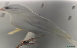 Finches birds for sale: Goldfinch greenfinch  - Image 17