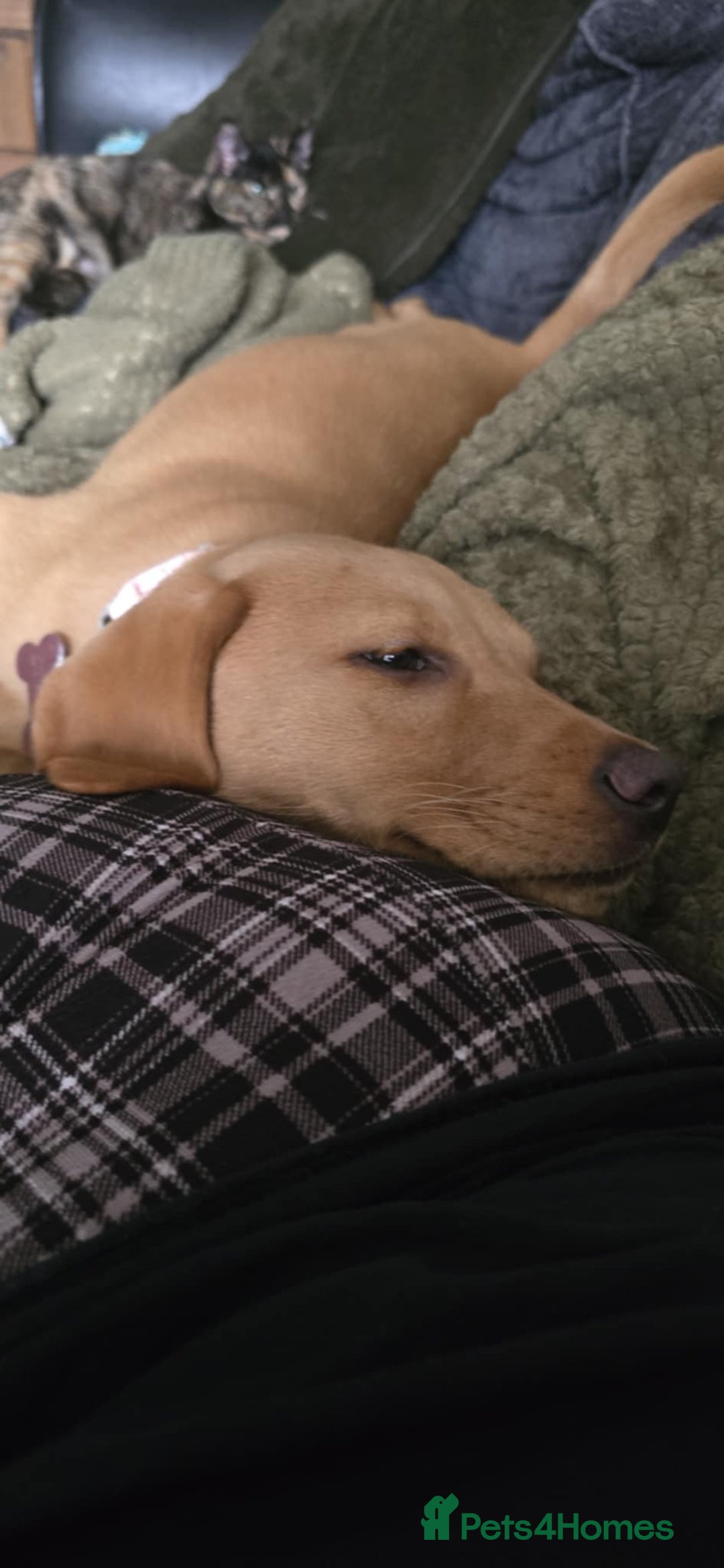 Labrador Retriever dogs for sale: Red Labrador Puppy - Image 1