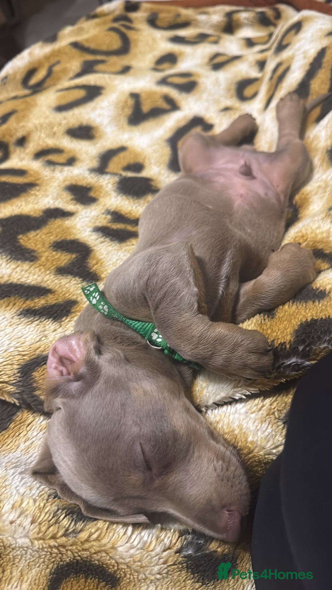 Dachshund dogs for sale: ✨Rare Champagne Dachshund–Ready for a Loving Home✨ - Image 4