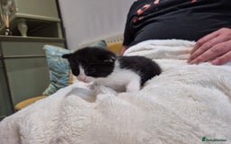 British Longhair cats for sale: 4 beautiful kittens for sale. £180 ea - Image 7