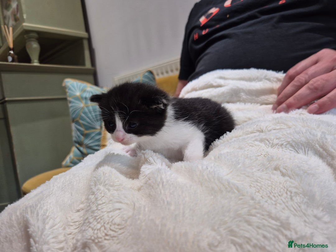 British Longhair cats for sale: 4 beautiful kittens for sale. £180 ea - Image 7