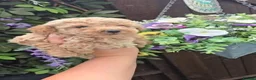 Toy Poodle dogs for sale: Toy poodles - Advert 4