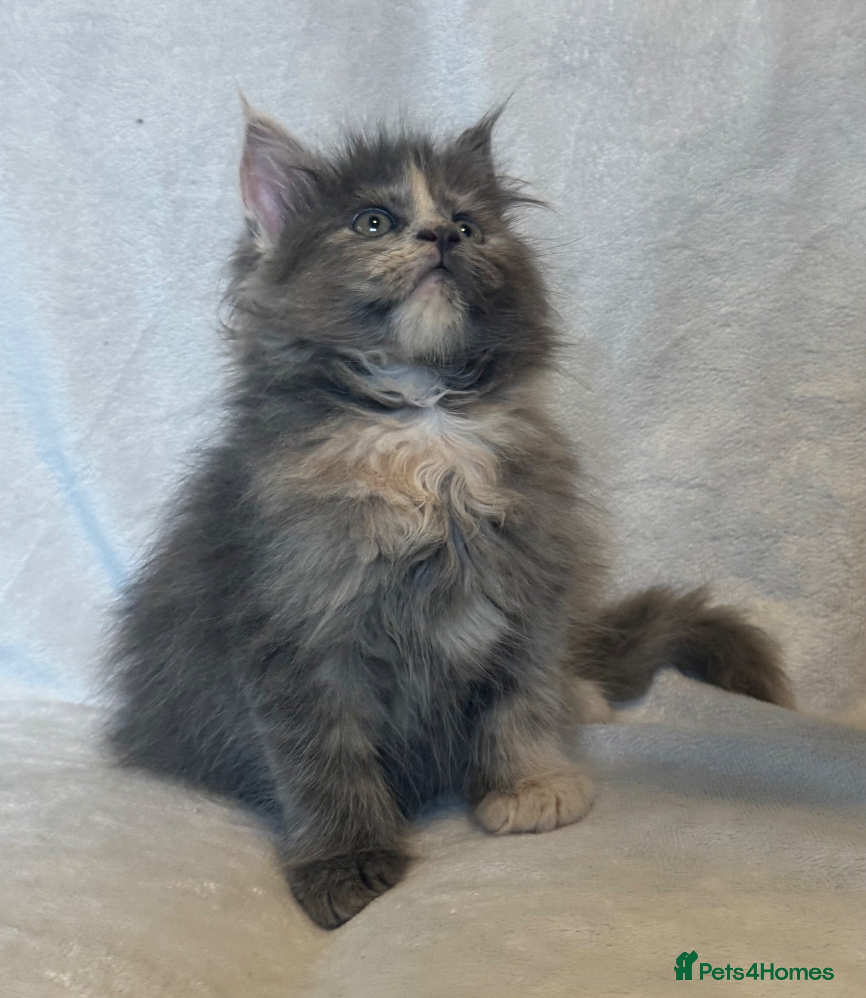 Maine Coon cats Stunning TICA Maine Coon Kittens active possible  - Advert 1
