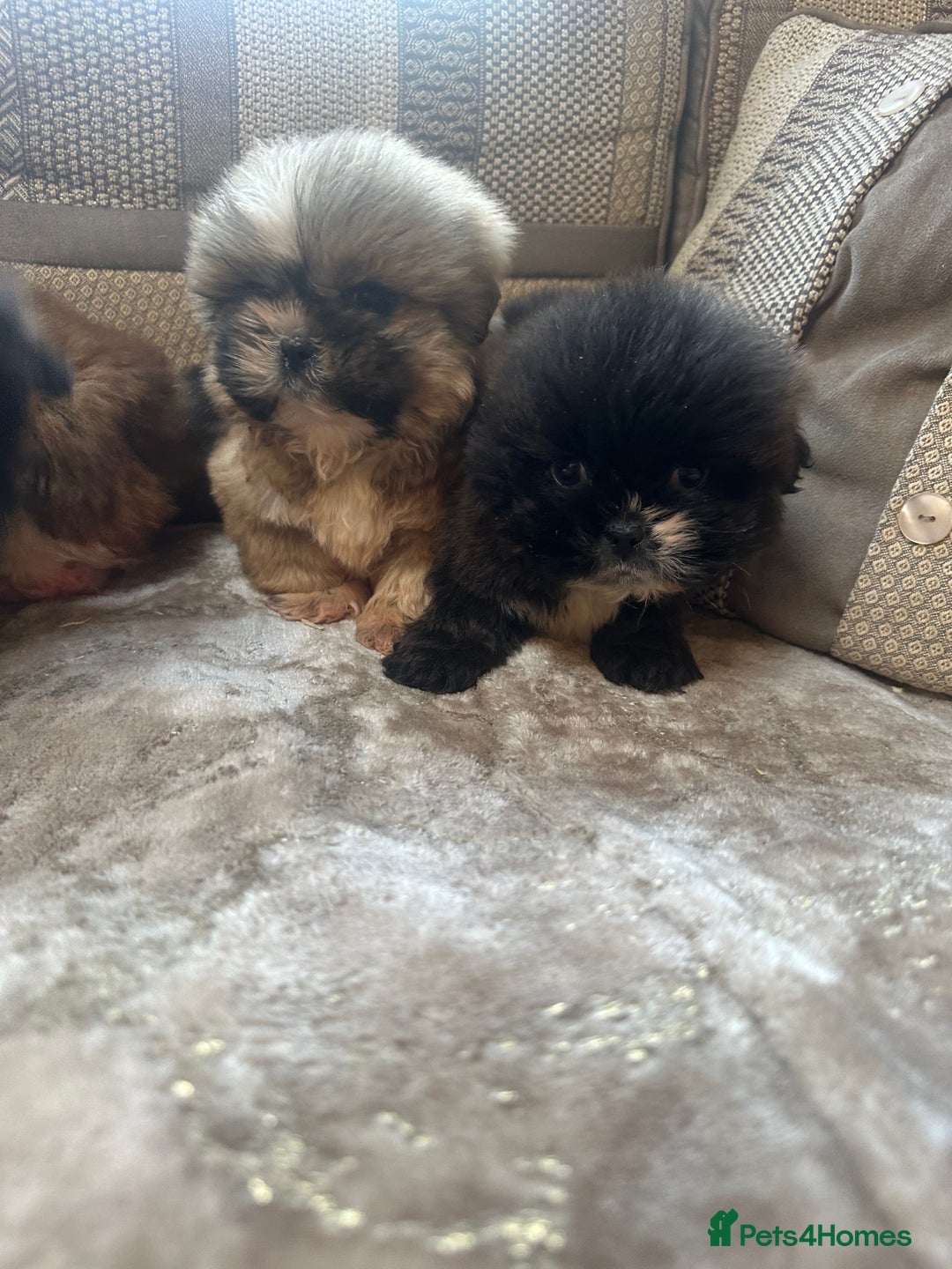 Shih Tzu dogs for sale: Shih Tzu pups - Advert 4