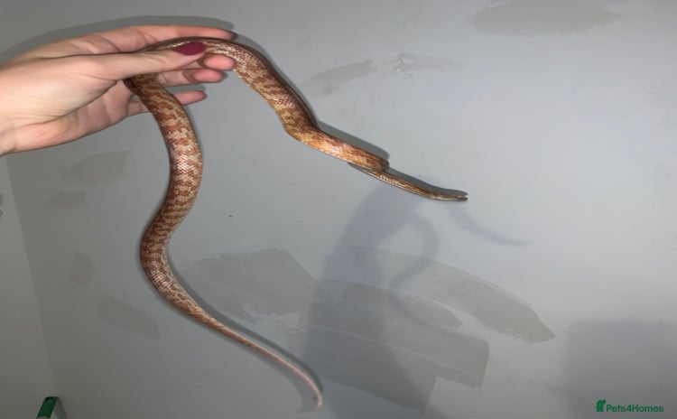 Corn Snake reptiles - Advert 1