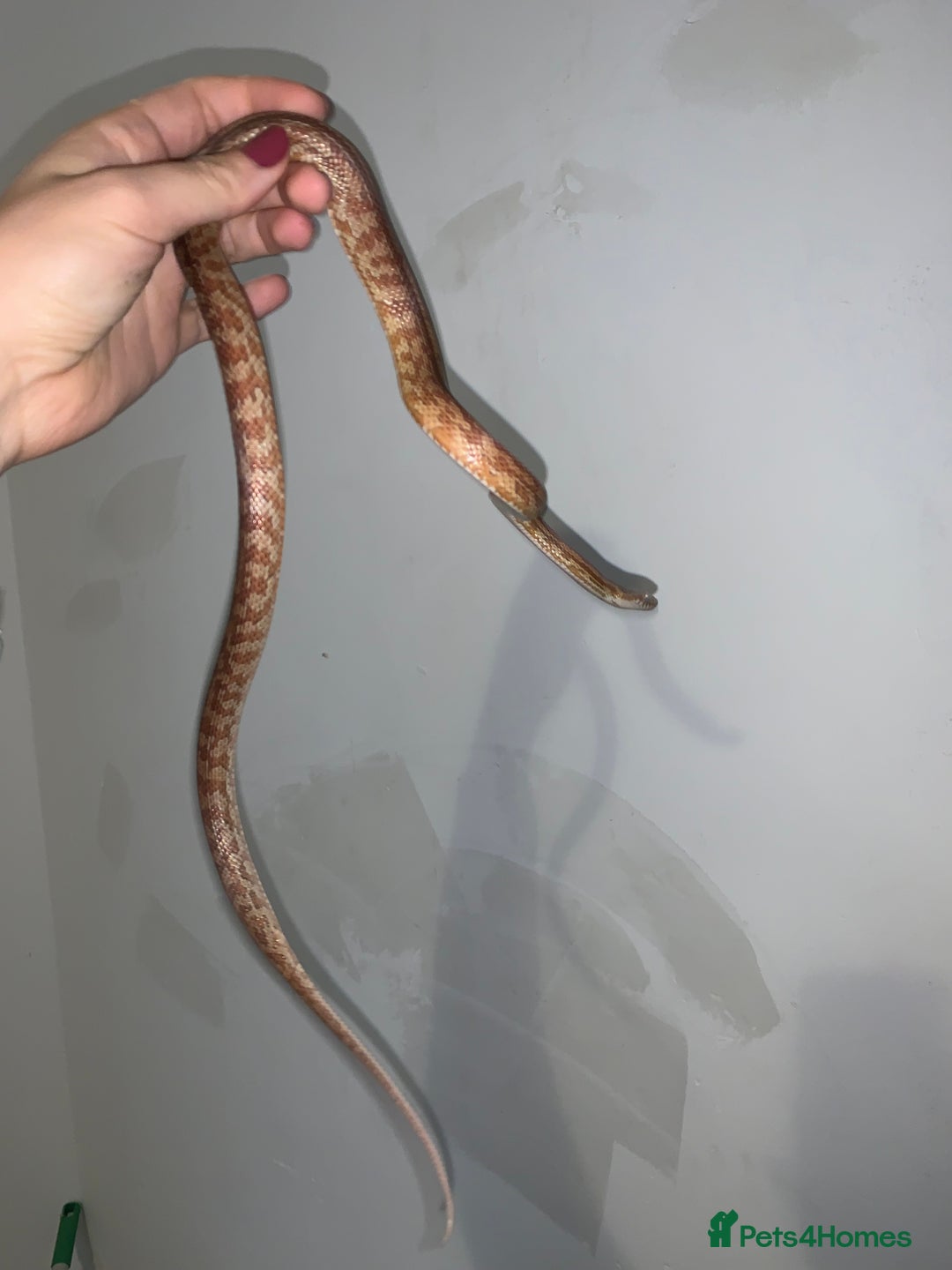 Corn Snake reptiles for sale: Corn snake young  - Image 1