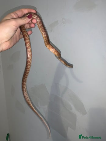 Corn Snake reptiles - Advert 5