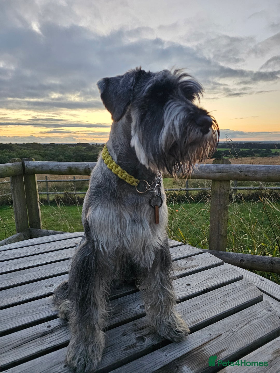 Schnauzer dogs for stud: Standard schnauzer for Stud - Image 2