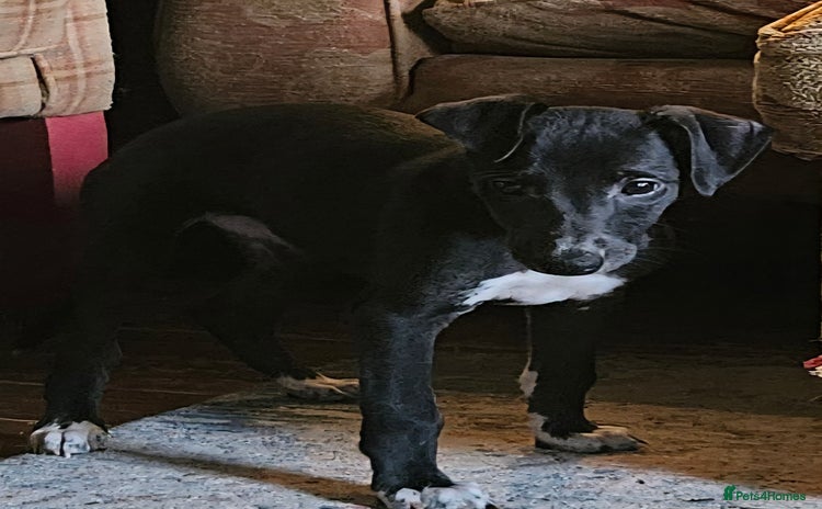 Whippet dogs - Advert 4