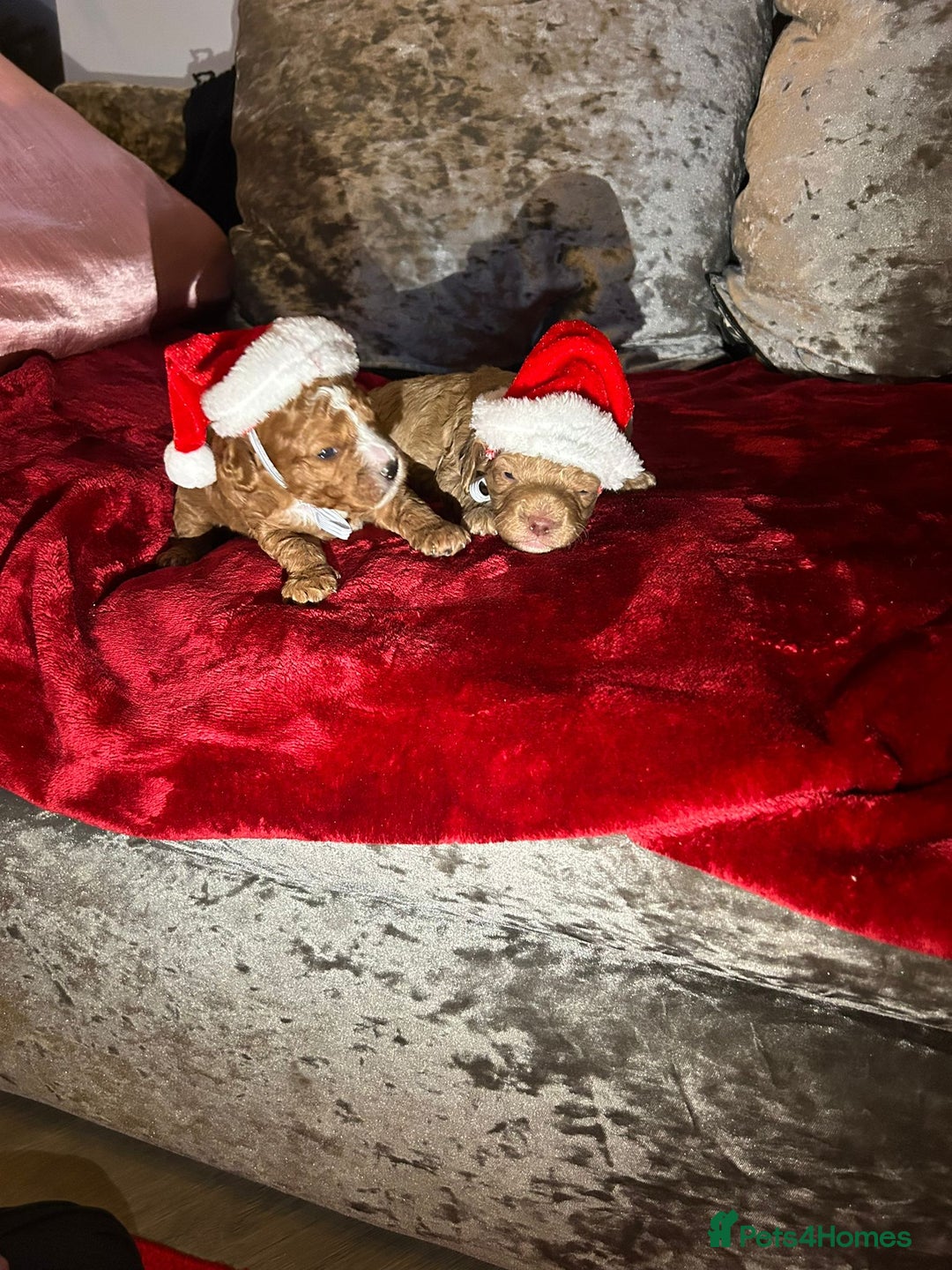 Cavapoo dogs for sale: Cavapoo  - Advert 7