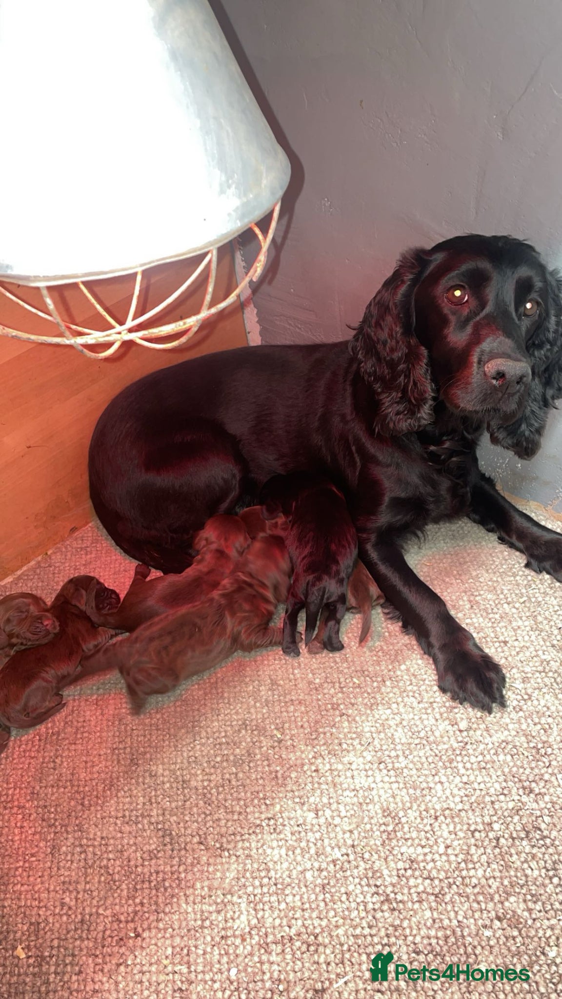 Cocker Spaniel dogs Brown and Black Cocker Spaniels - Advert 3