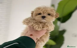 Maltipoo dogs for sale: tea cup maltipoo puppies for sale  - Image 5