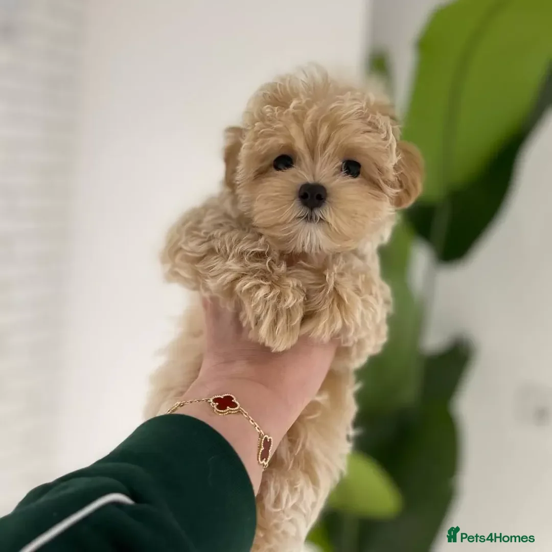 Maltipoo dogs for sale: tea cup maltipoo puppies for sale  - Image 5