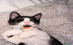 Mixed Breed cats for sale: Two beautiful kittens  - Advert 5