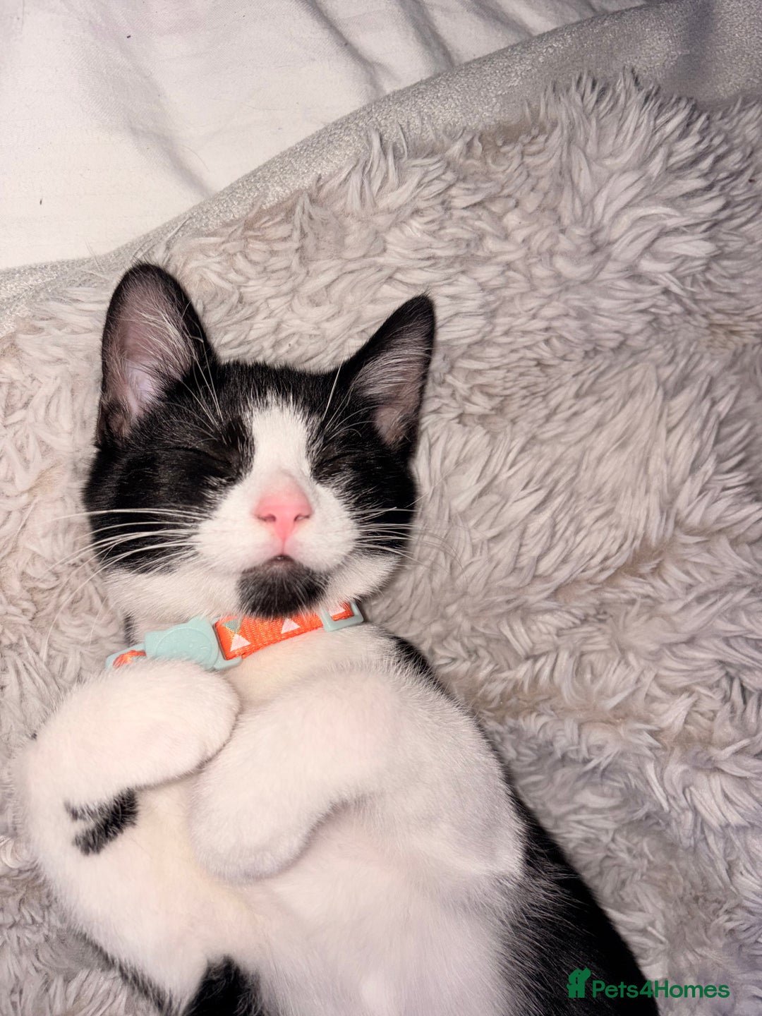 Mixed Breed cats for sale: Two beautiful kittens  - Advert 5