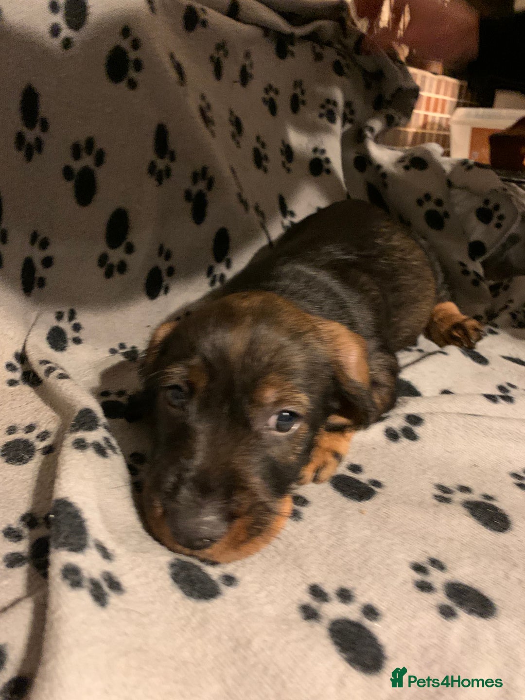 Dachshund dogs for sale: Standard wirehaired dachshund  - Advert 38