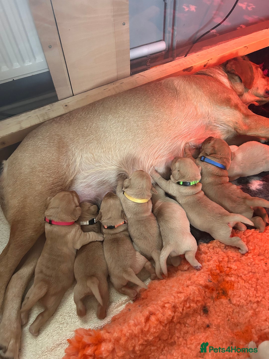 Labrador Retriever dogs for sale: Pure breed Labrador pups  - Advert 1