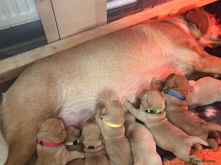 Labrador Retriever dogs Pure breed Labrador pups - Advert 1