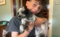 Cocker Spaniel dogs for sale: Working cocker pups - only 2 left - Image 22