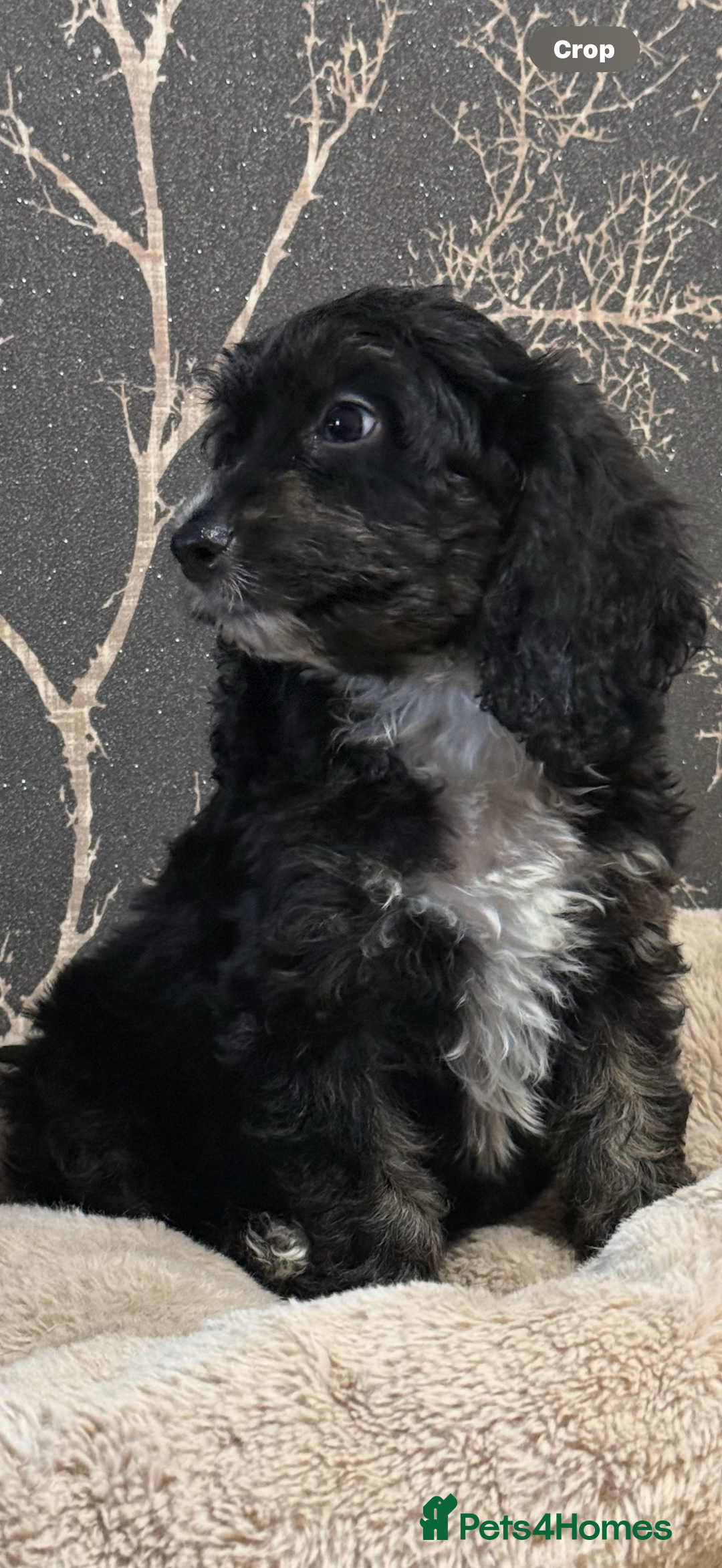 Cockapoo dogs for sale: F1 mini Cockapoo 💖🩵30 dna health tested clear  - Image 2