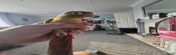 Conures birds for sale: Green cheek conure (pineapple) - Advert 3