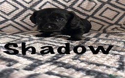 Mixed Breed dogs for sale: Doxiepoo Puppies For Sale  - Image 7