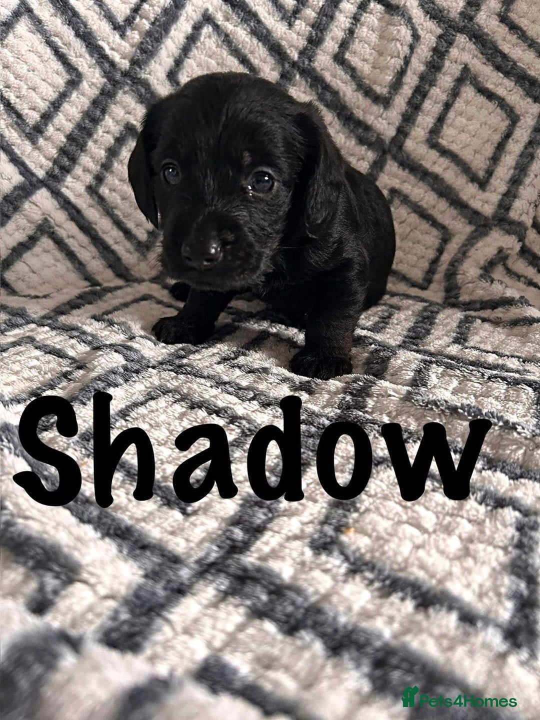 Mixed Breed dogs for sale: Doxiepoo Puppies For Sale  - Image 7