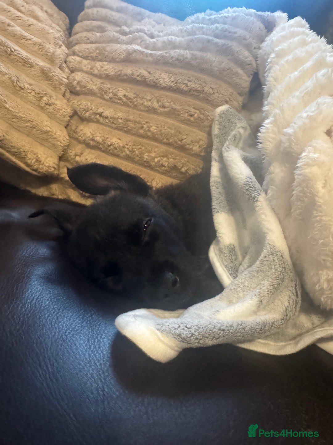 Mixed Breed dogs for sale: Belgium malinos x German shepherd - Advert 4