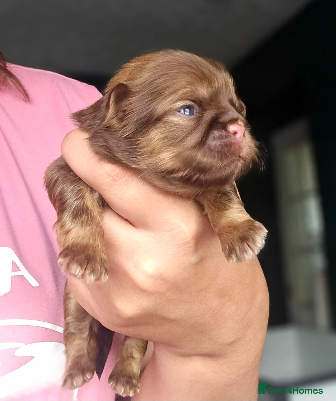 Shih Tzu dogs for stud: Stunning Lavender Dobie Shih Tzu in Motherwell - Advert 12