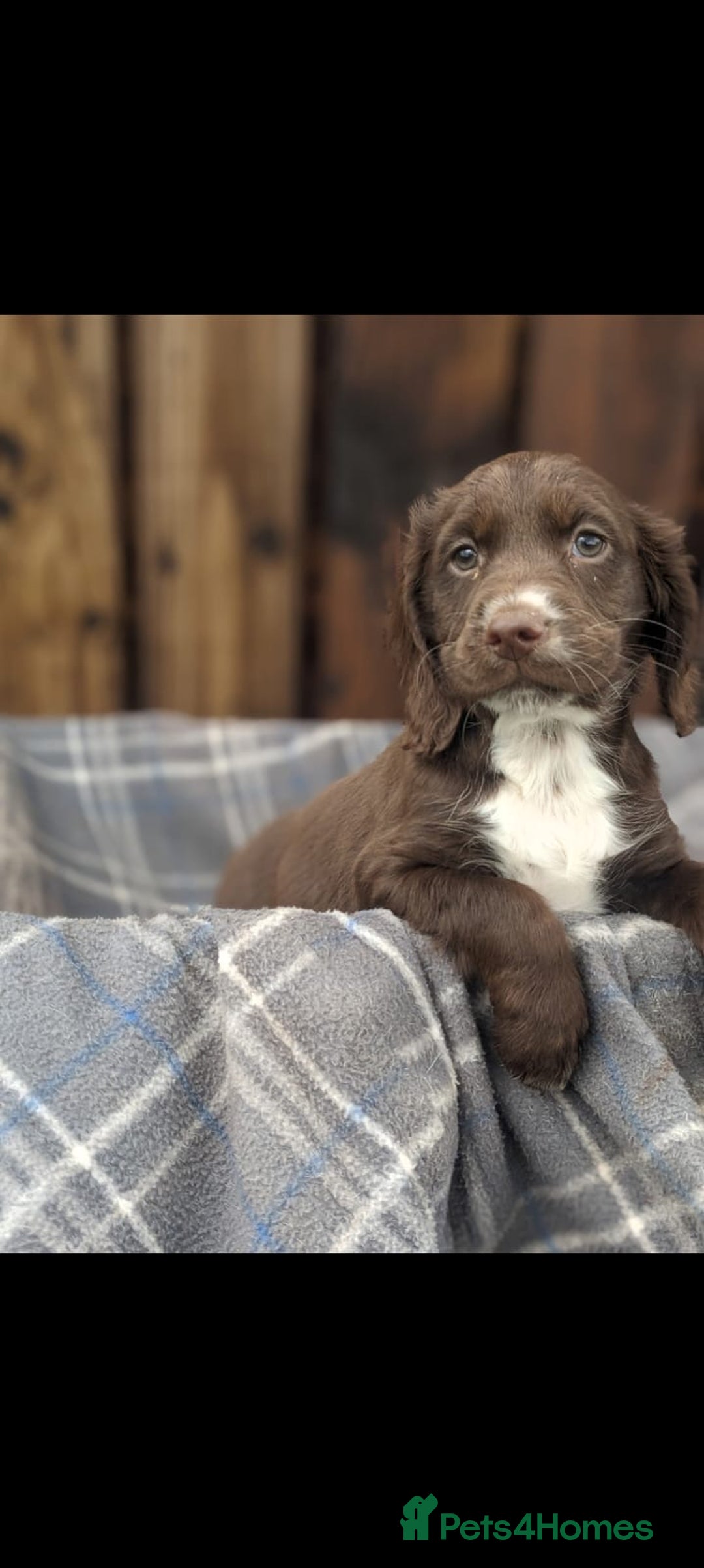 Sprocker dogs for sale: Sprocker pups  - Advert 2