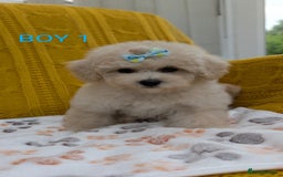 Maltipoo dogs for sale: Stunning Maltipoo Puppies  - Image 5