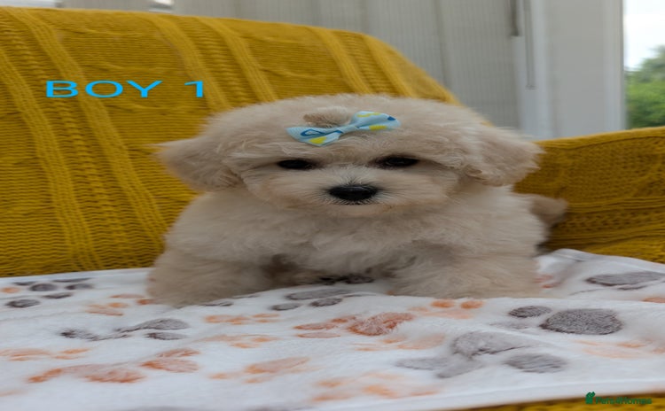 Maltipoo dogs - Advert 6