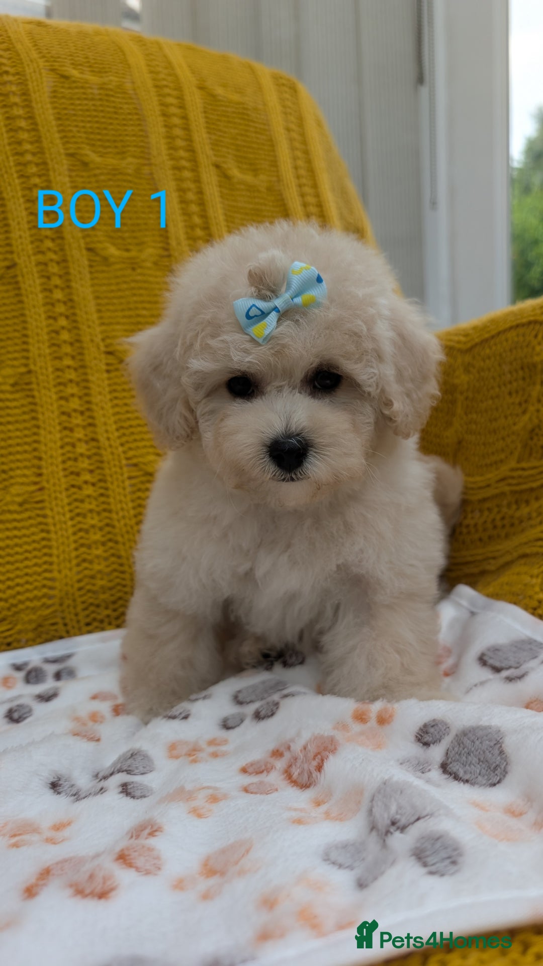 Maltipoo dogs for sale: Stunning Maltipoo Puppies  - Image 5