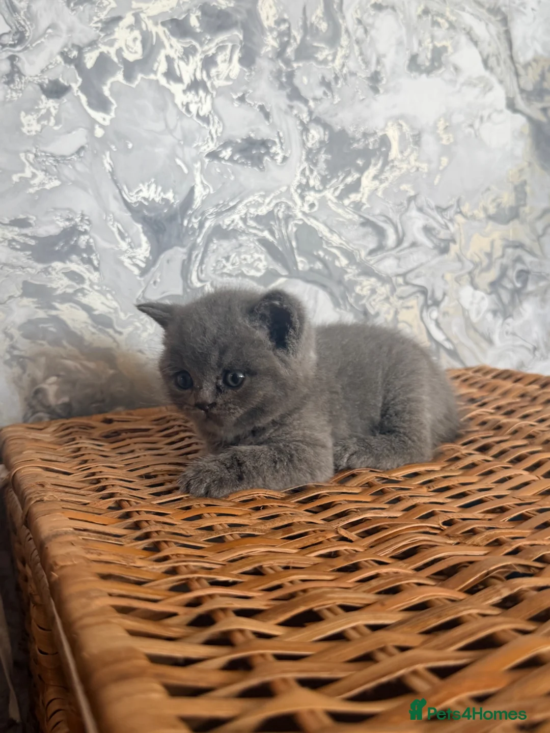 British Shorthair cats for sale: Beautiful British Shorthair Kitten  in London - Advert 23
