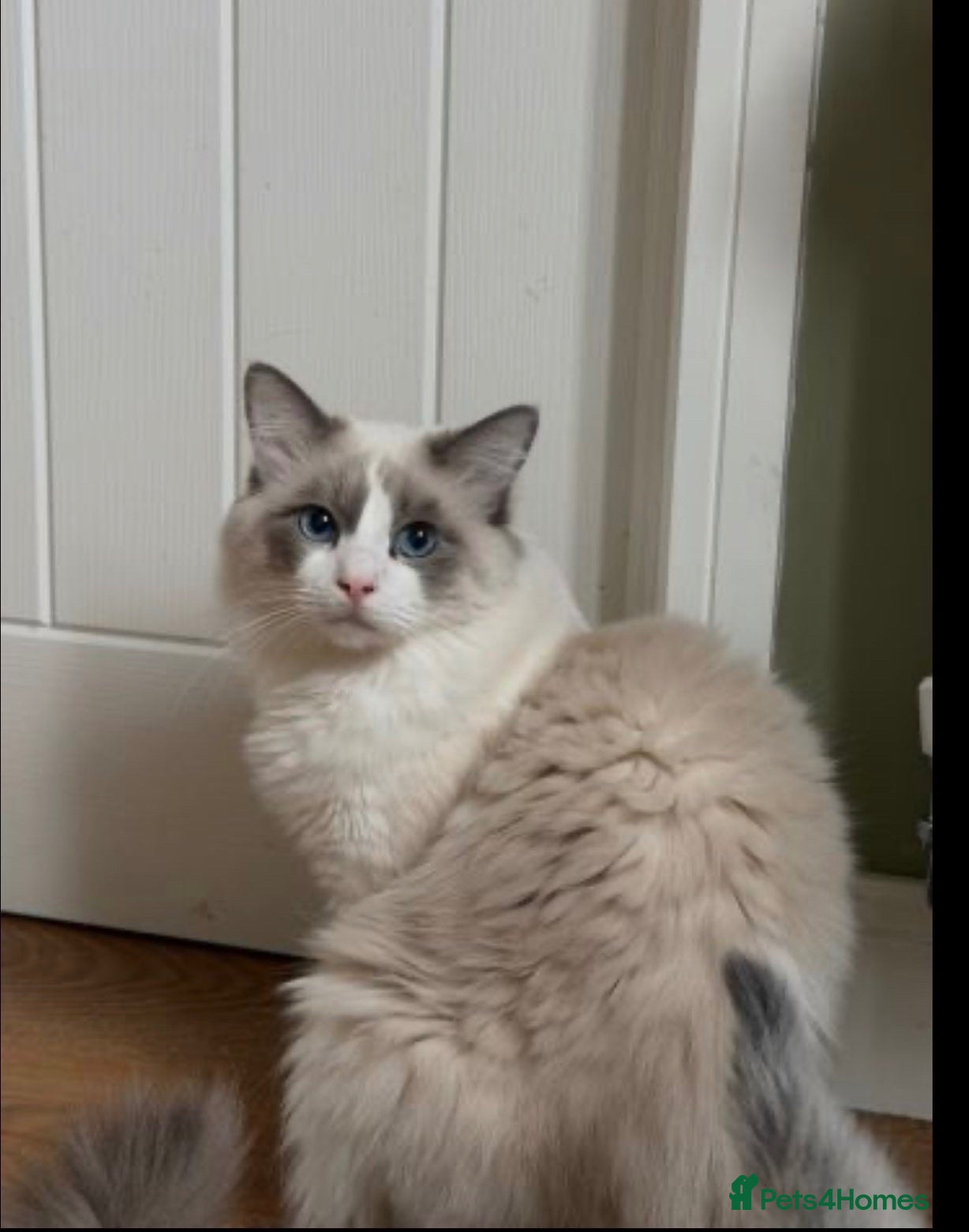Ragdoll cats Adorable female ragdoll kittens - Advert 1