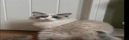 Ragdoll cats for sale: Adorable female ragdoll kittens - Advert 1