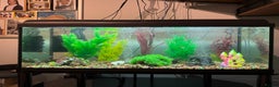 Mollies fish for sale: Tropical Fish Tank 160 litters - Advert 14
