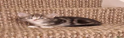 Mixed Breed cats for sale: Beautiful Kittens Ready for Their Forever Homes in Stirling - Advert 7