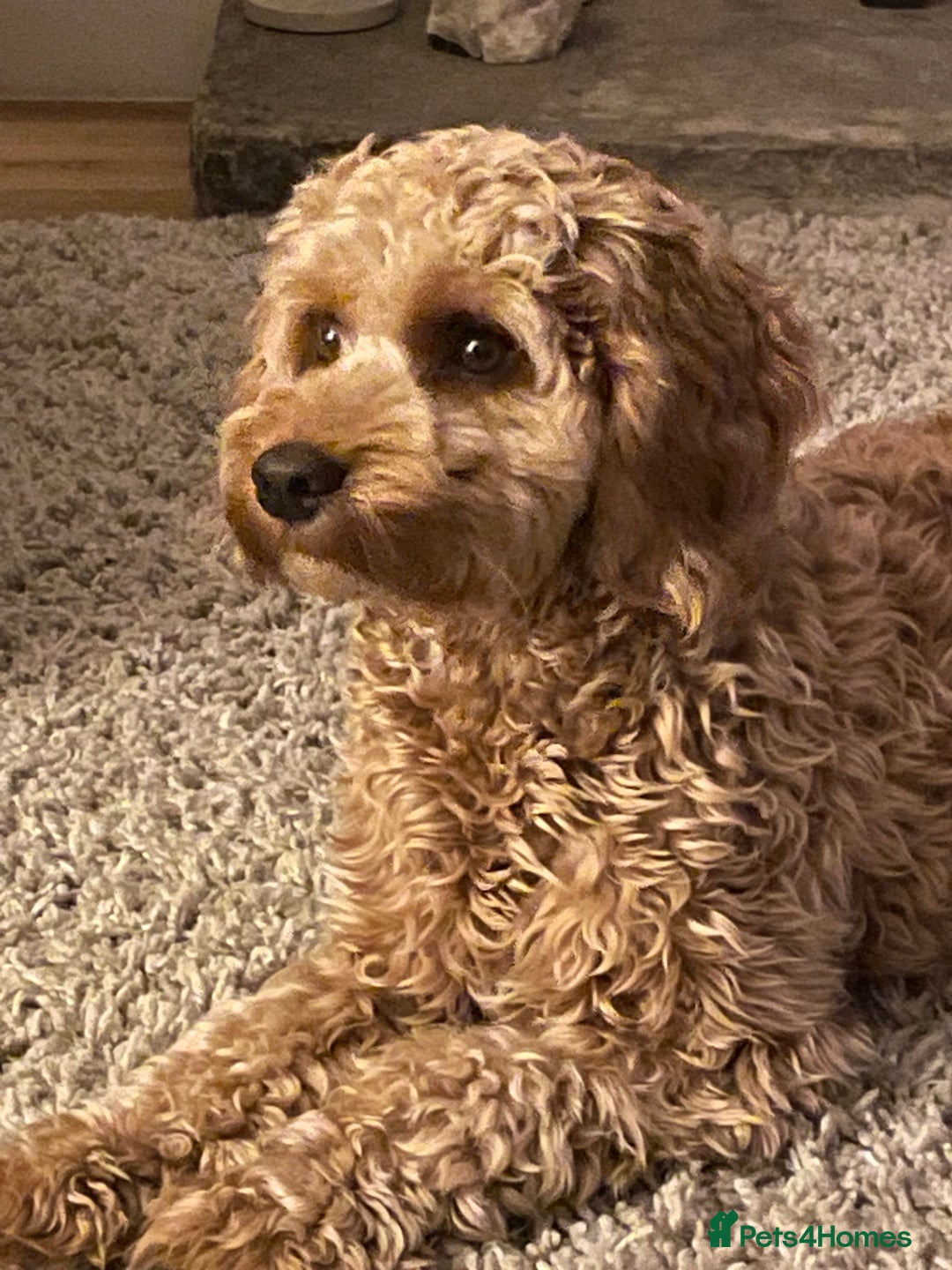 Cockapoo dogs for sale: F1b Cockapoos - Image 6