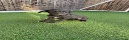 Mixed Breed dogs for sale: Bedlington Whippets - Advert 19