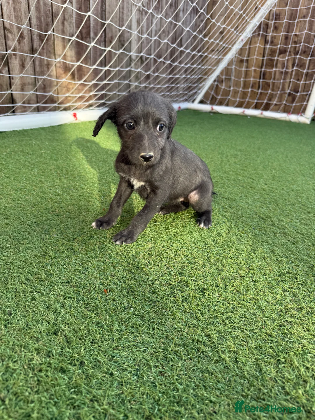 Mixed Breed dogs for sale: Bedlington Whippets - Advert 19