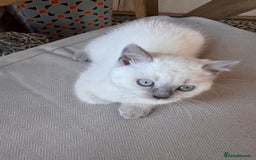 British Shorthair cats for sale: Adorable British shorthair kittens  - Image 12