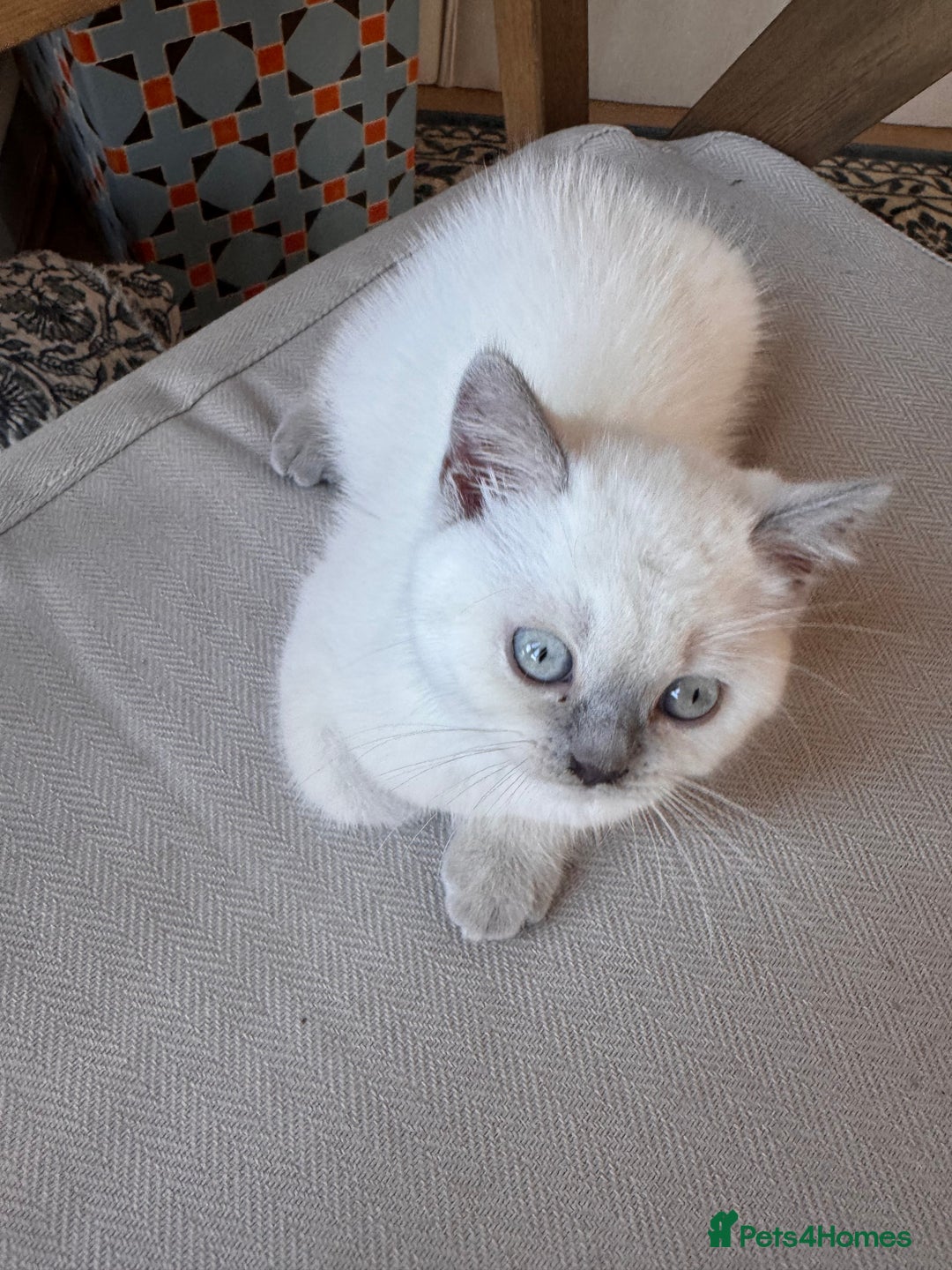 British Shorthair cats for sale: Adorable British shorthair kittens  - Image 12