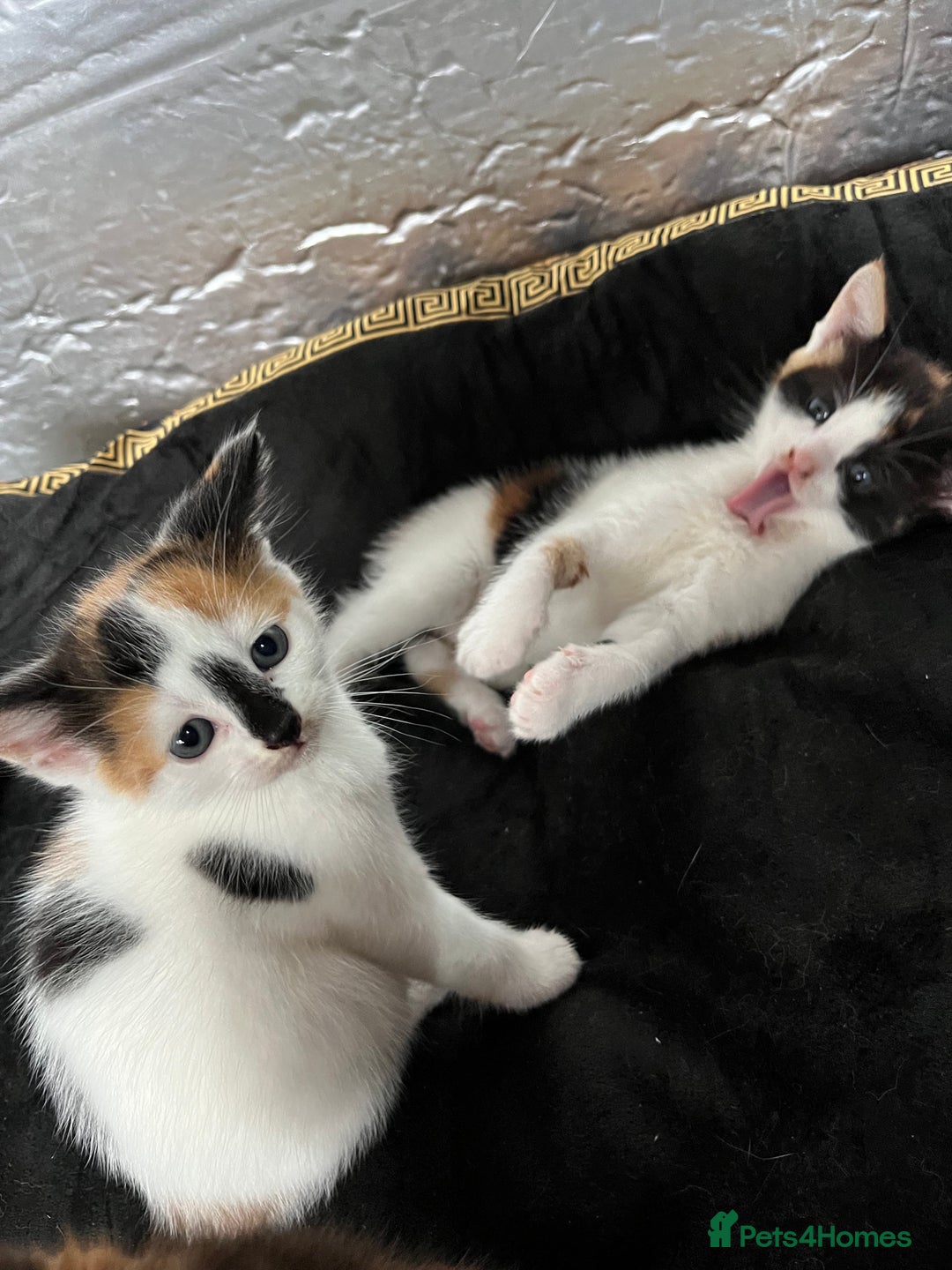 Mixed Breed cats for sale: 2 girl calico kittens  - Image 4