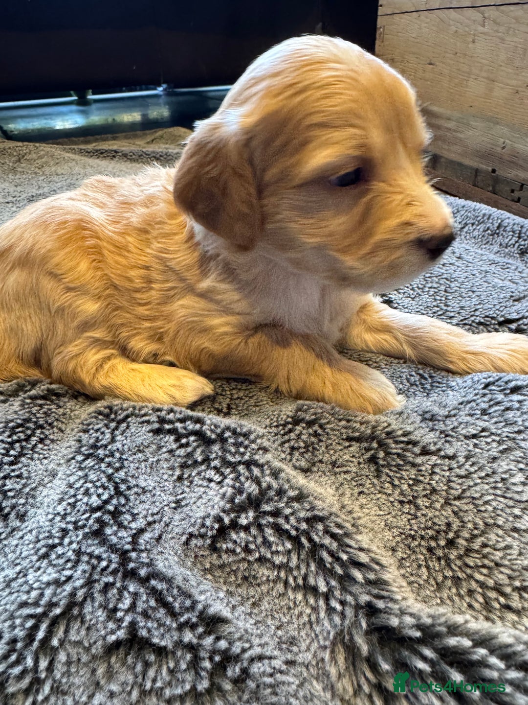 Mixed Breed dogs for sale: Sprockerpoo puppies for sale - Advert 24