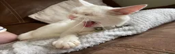 Mixed Breed cats for sale: Sweet 5-Year-Old Male Cat Looking for Loving Home - Advert 5