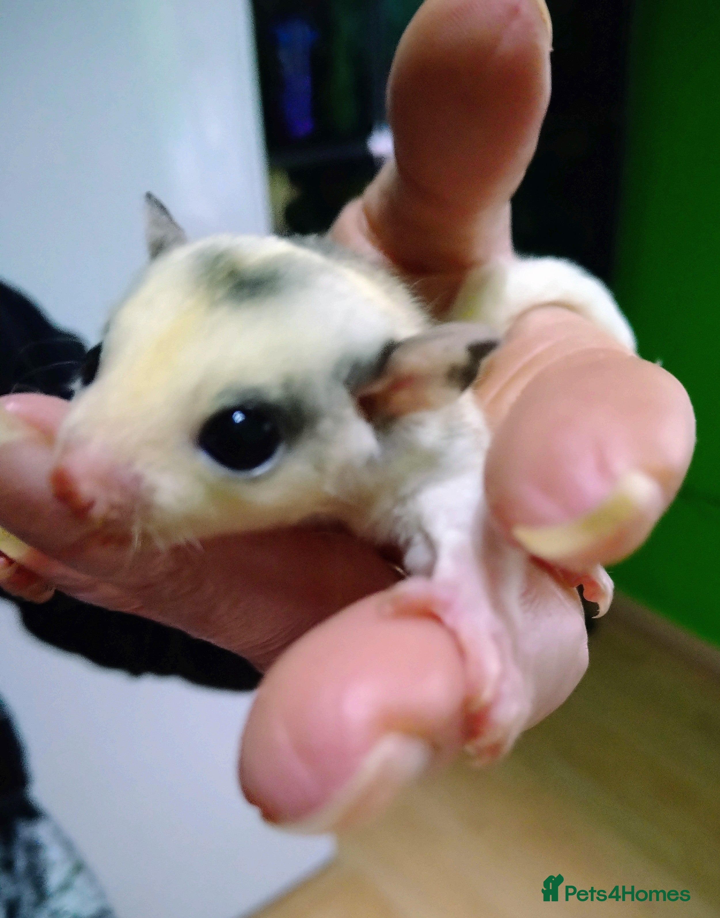 Sugar Glider rodents Stunning baby sugar glider  - Advert 2
