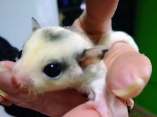 Sugar Glider rodents Stunning baby sugar glider - Advert 2